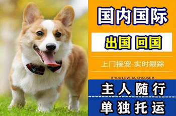 浦东新区宠物托运公司浦东新区宠物托运公司浦东新区宠物托运公司