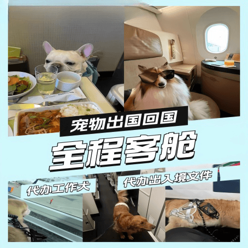 浦东新区宠物托运到白俄罗斯宠物入境规定和要求